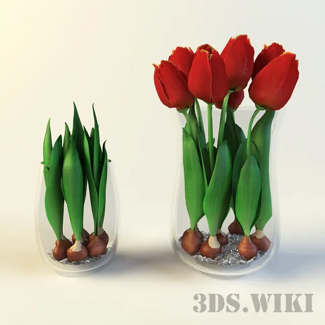 decoration - Tulip bulbs and tulips in glass vases 3D Model