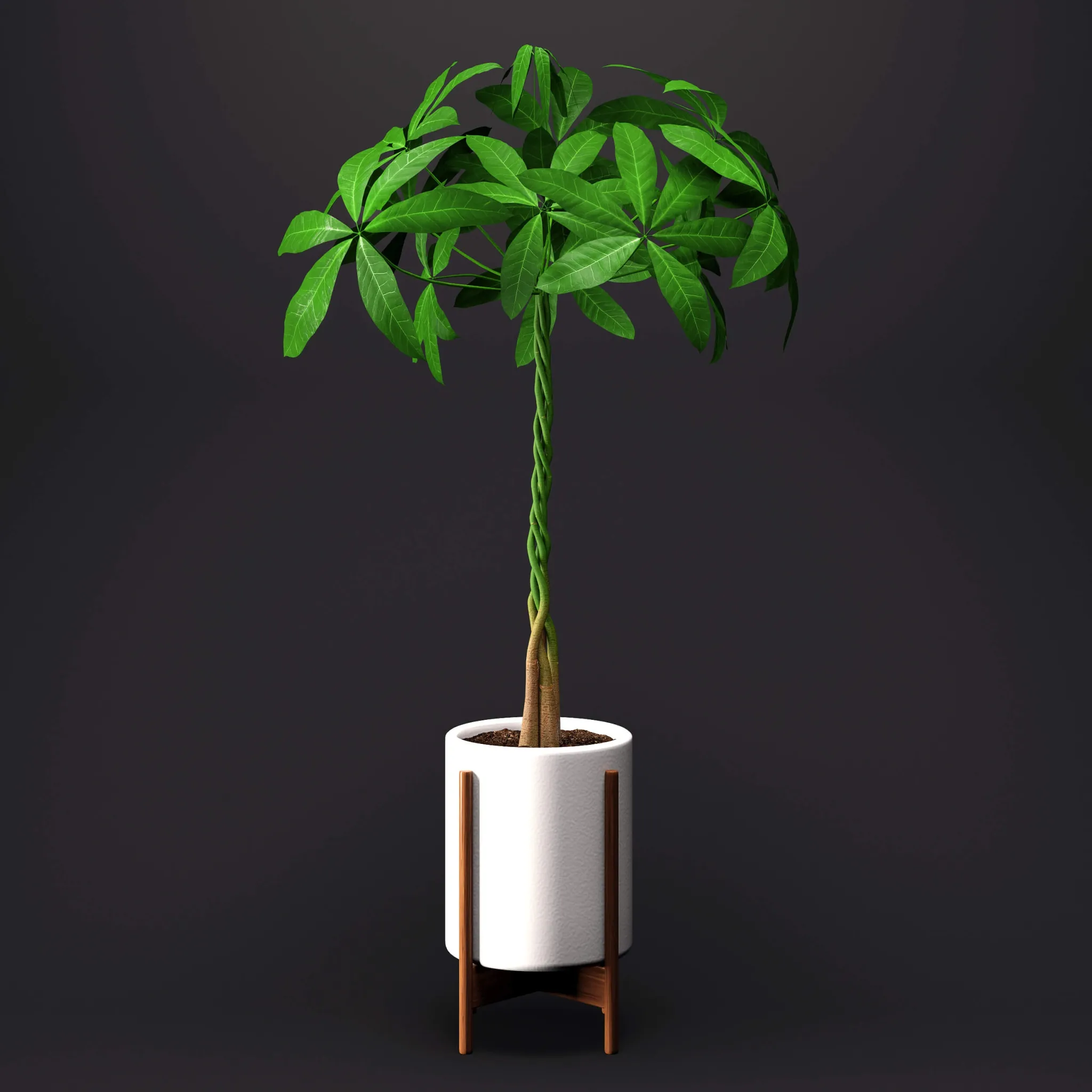 decoration - Umbrella Plant - Schefflera 3D Model