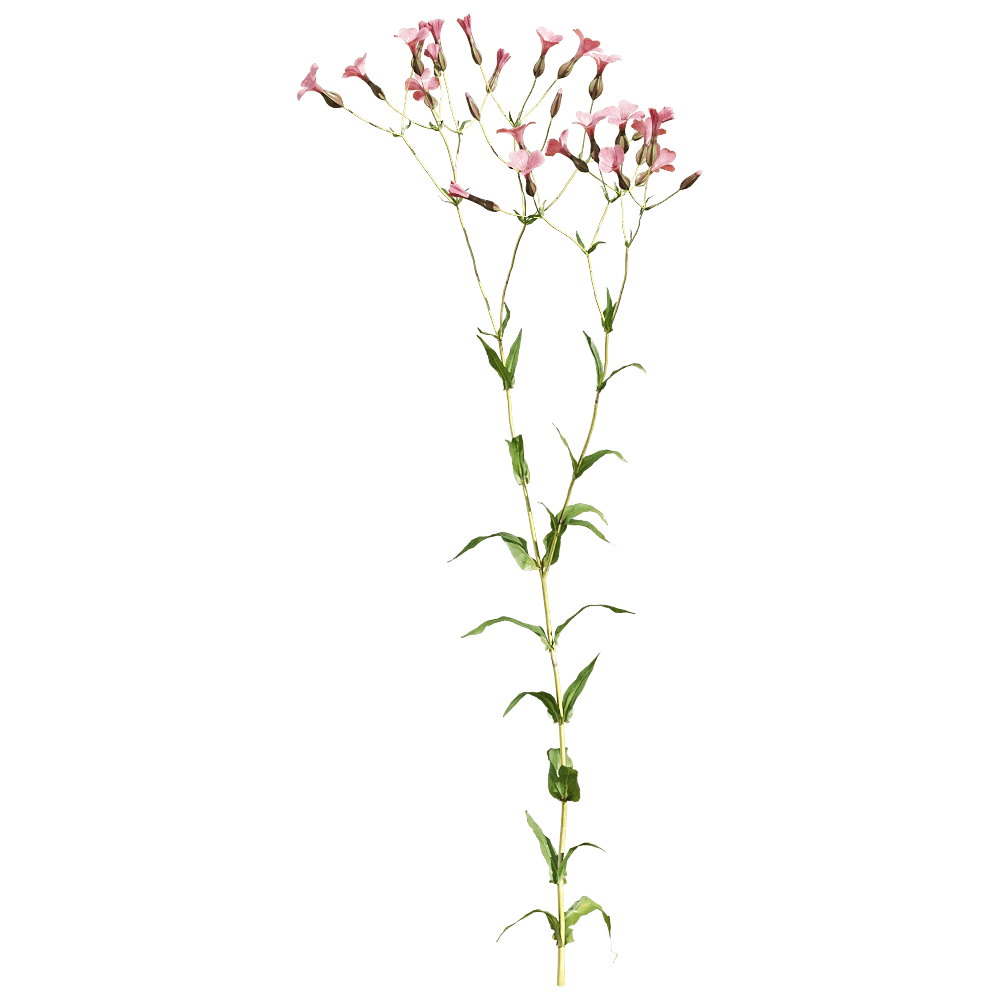 decoration - Vaccaria hispanica 1 3D Model