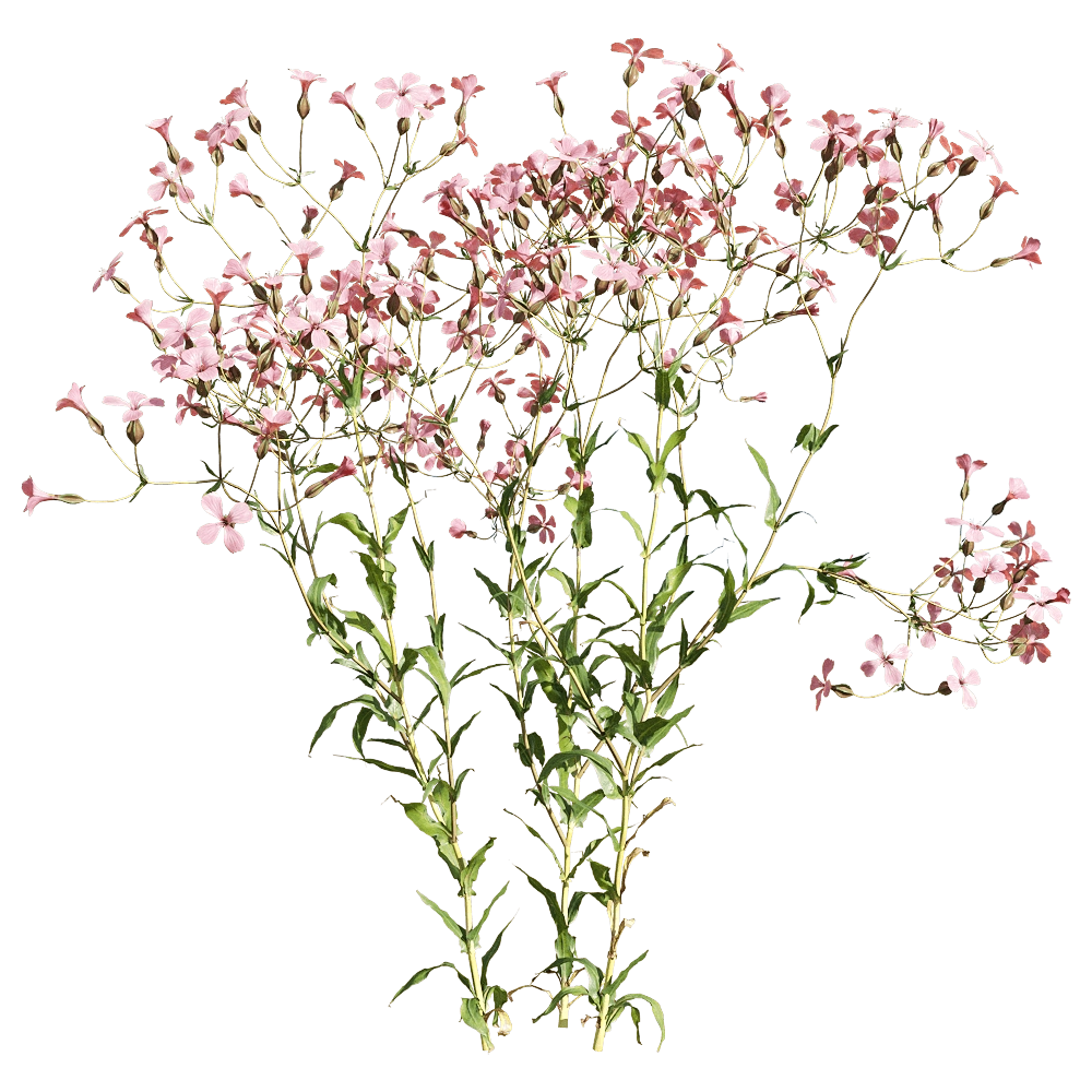 decoration - Vaccaria hispanica 3 3D Model