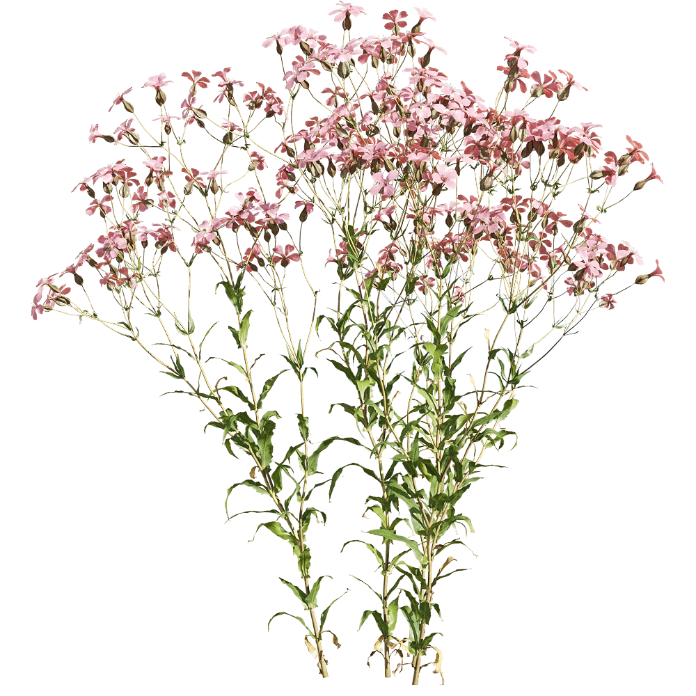 decoration - Vaccaria hispanica 4 3D Model