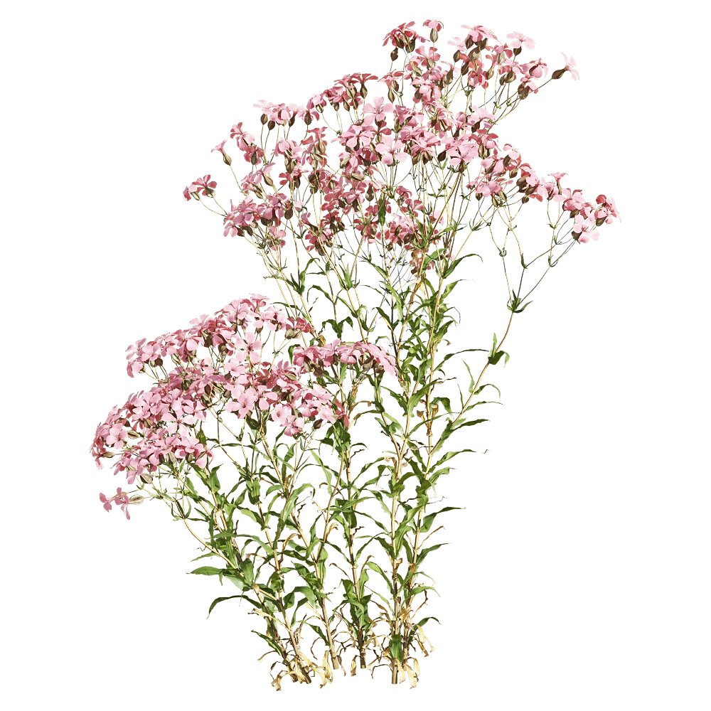 decoration - Vaccaria hispanica 5 3D Model