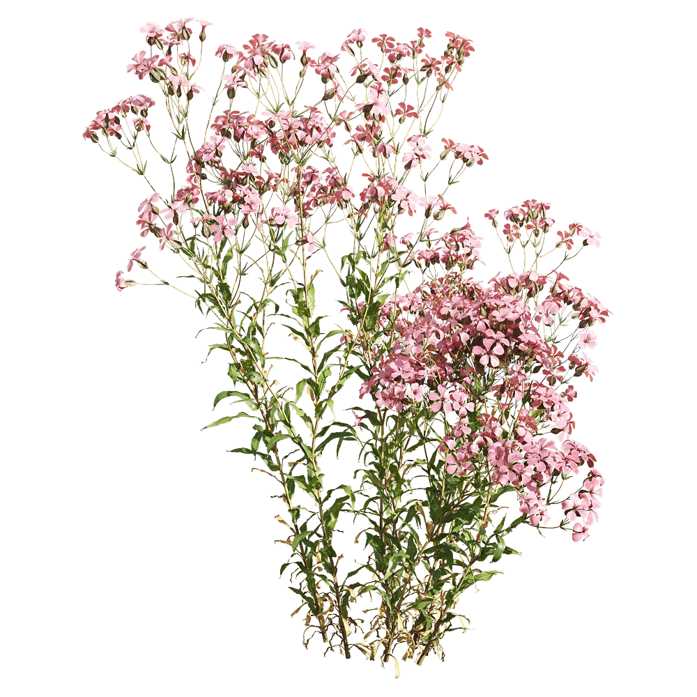 decoration - Vaccaria hispanica 6 3D Model