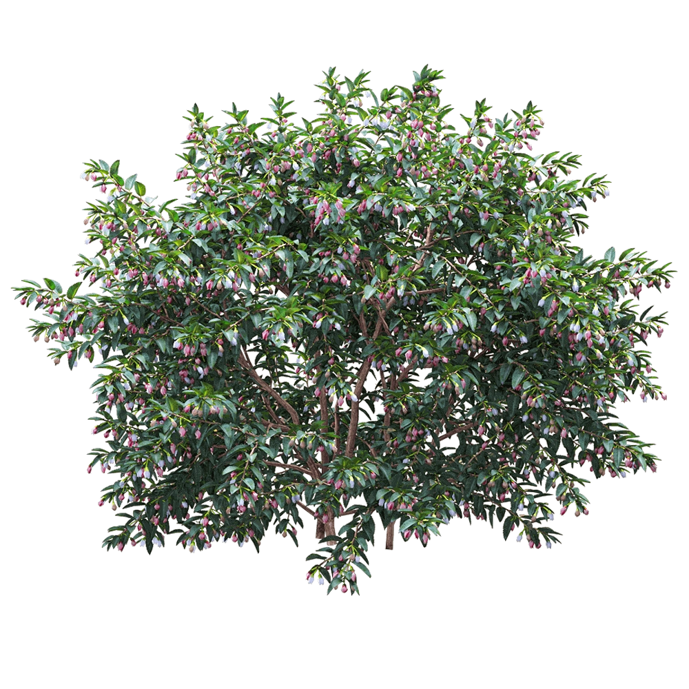 decoration - Vaccinium ovatum 1 3D Model