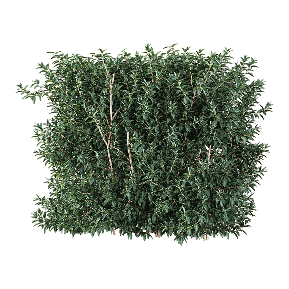decoration - Vaccinium ovatum 3 3D Model