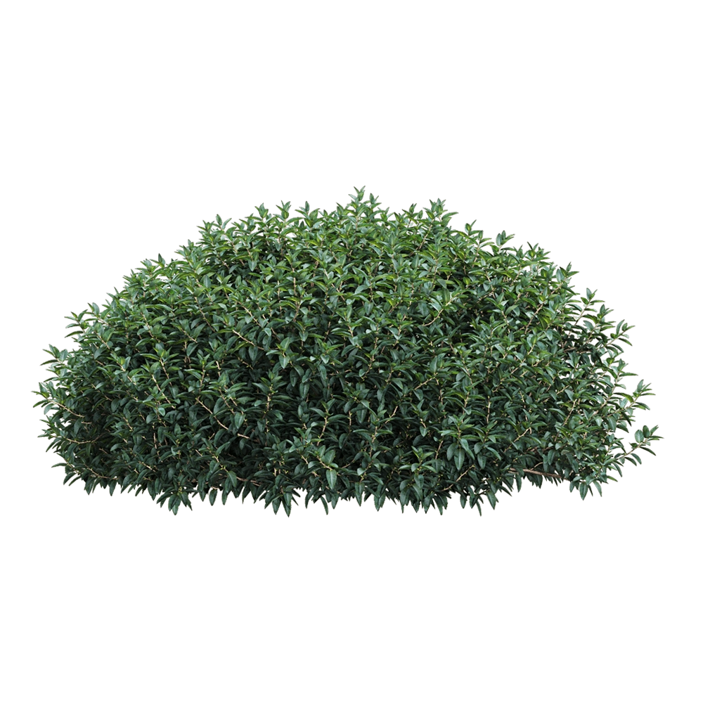 decoration - Vaccinium ovatum 4 3D Model