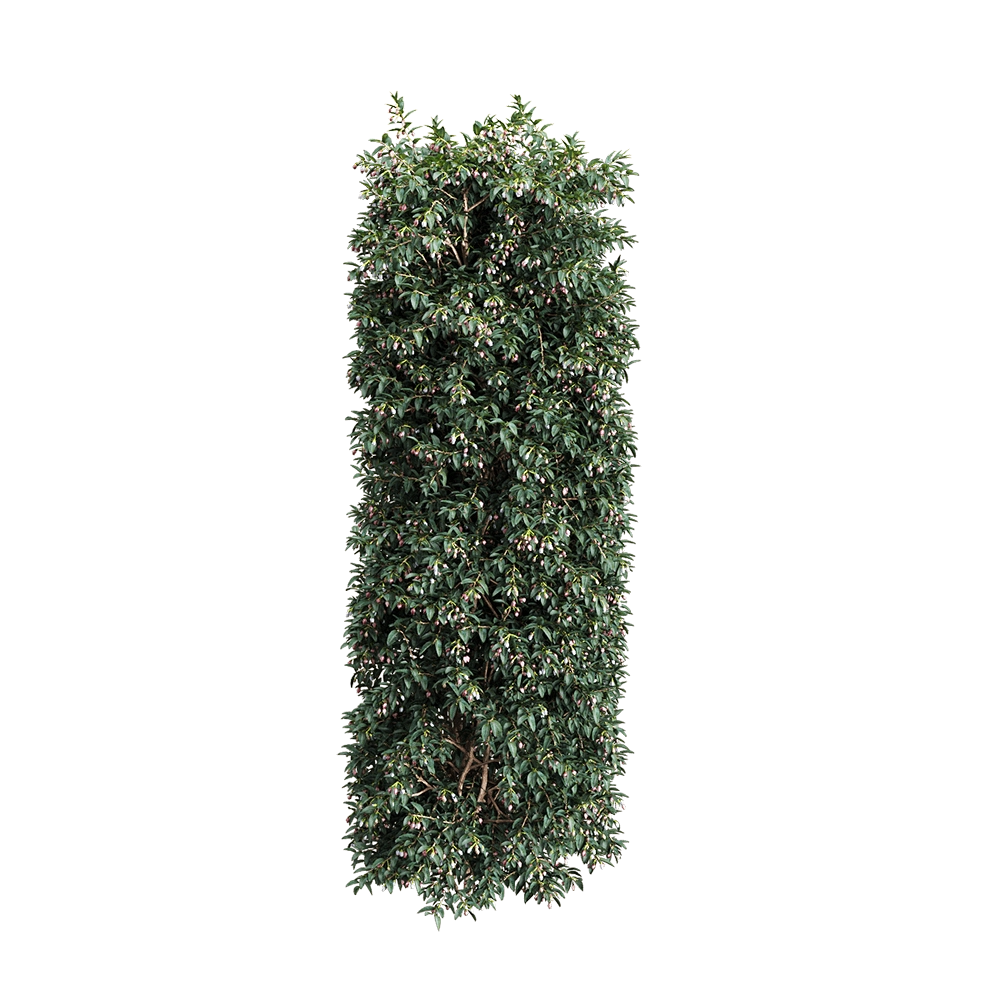 decoration - Vaccinium ovatum 5 3D Model