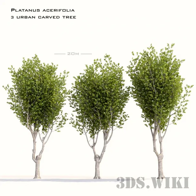 decoration - Various city trees "Maple-leaved sycamore" 3D Model