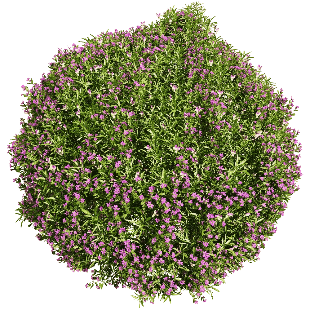 decoration - Viola tricolor 1 3D Model