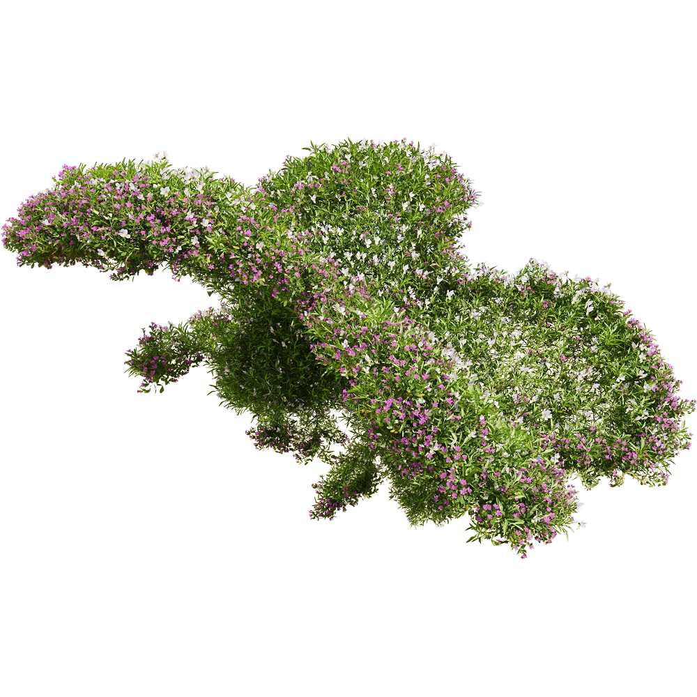 decoration - Viola tricolor 10 3D Model