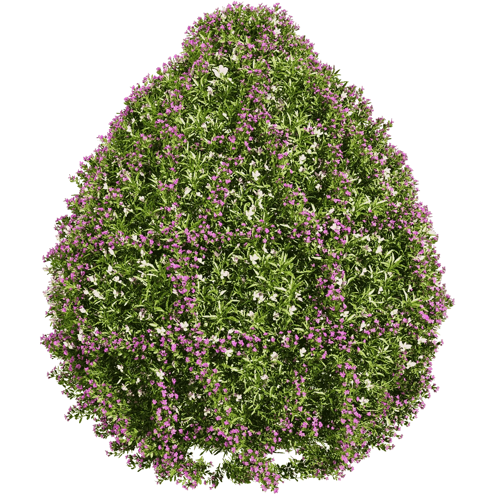 decoration - Viola tricolor 3 3D Model