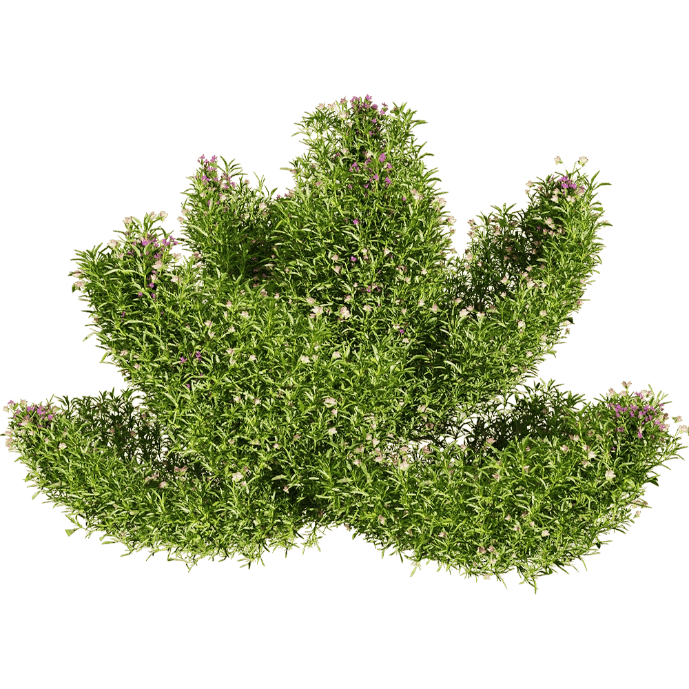 decoration - Viola tricolor 4 3D Model