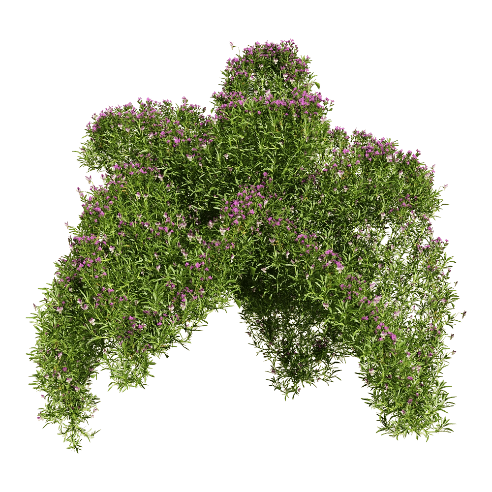 decoration - Viola tricolor 5 3D Model