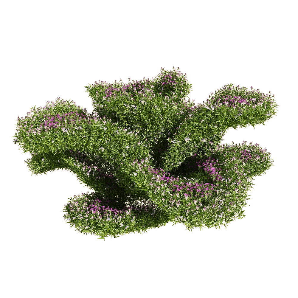 decoration - Viola tricolor 6 3D Model