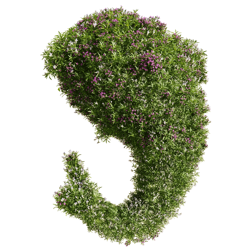 decoration - Viola tricolor 9 3D Model