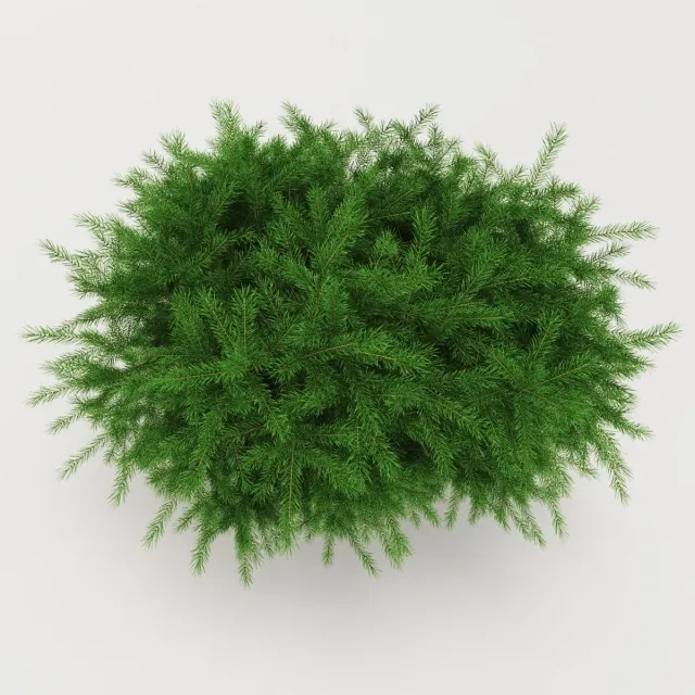 decoration - Whitewood Nidiformis 3D Model