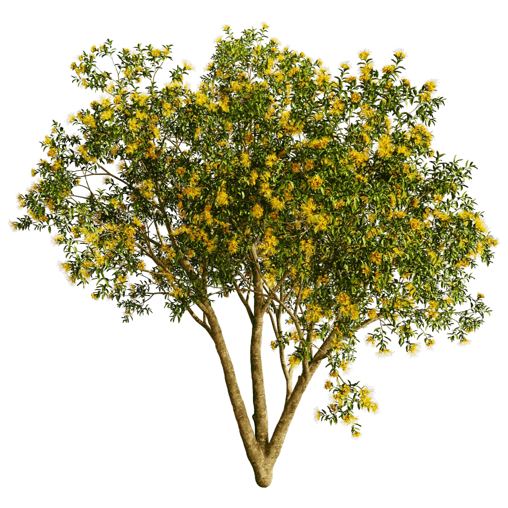 decoration - Xanthostemon Chrysanthus 01 01 3D Model