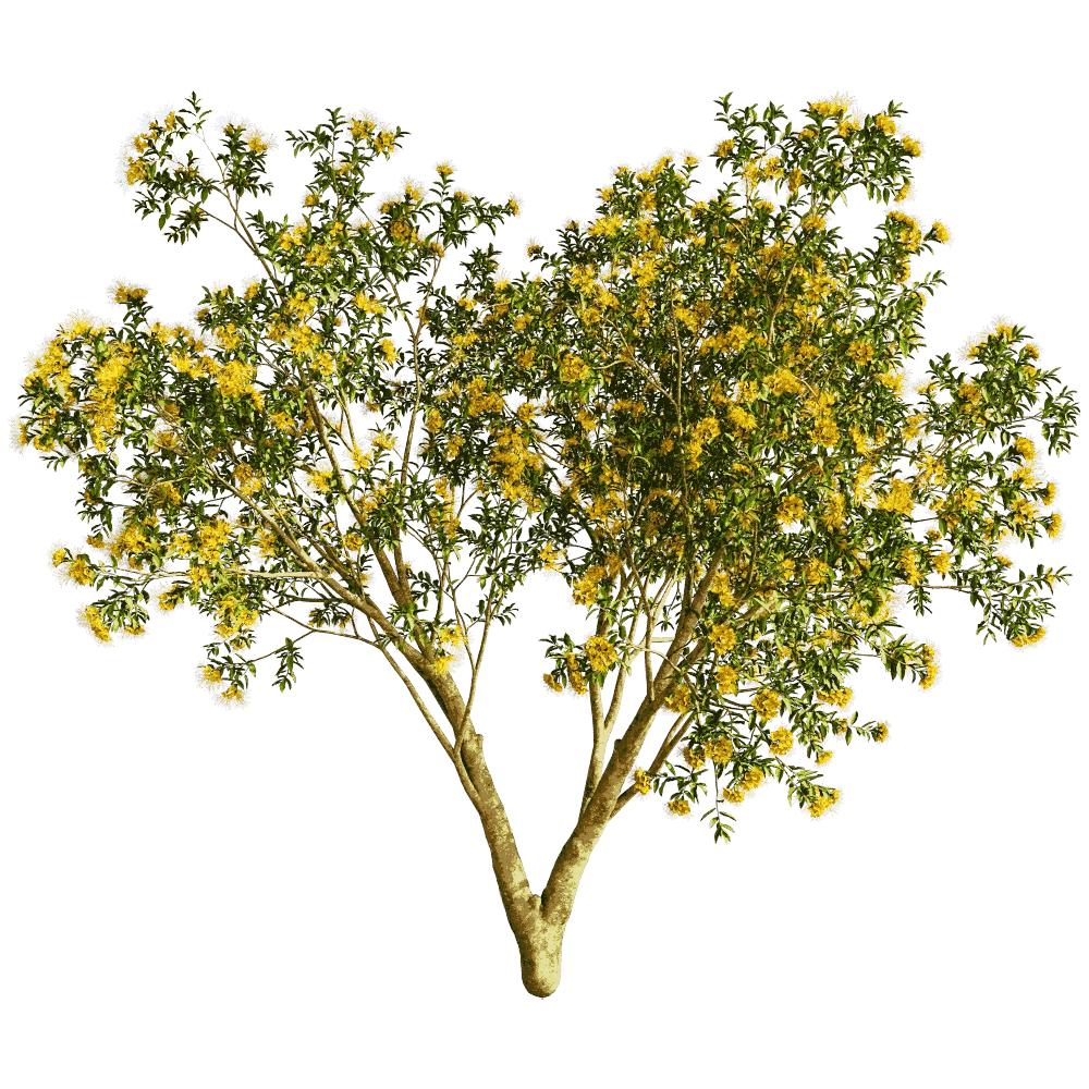 decoration - Xanthostemon Chrysanthus 01 02 3D Model