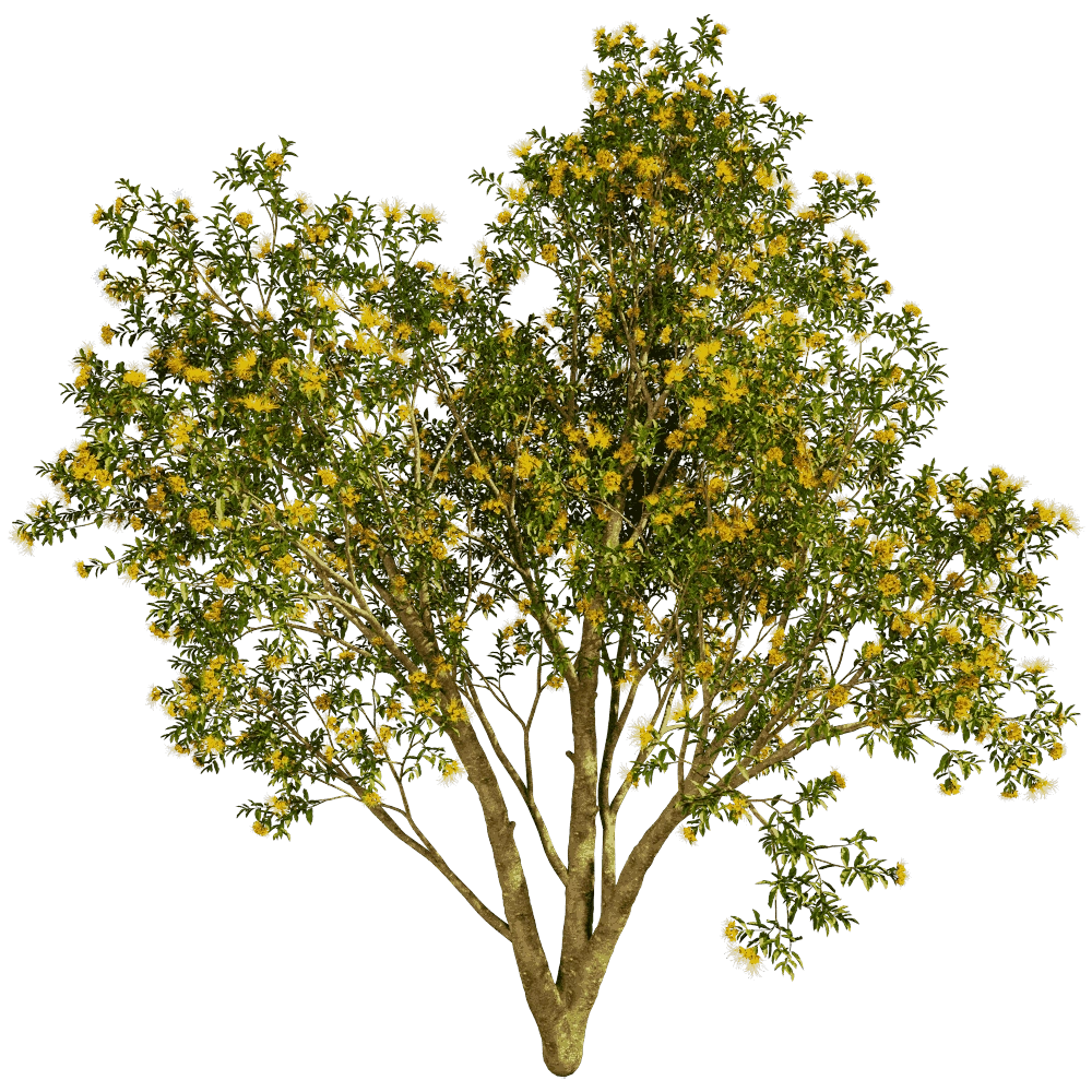 decoration - Xanthostemon Chrysanthus 01 03 3D Model