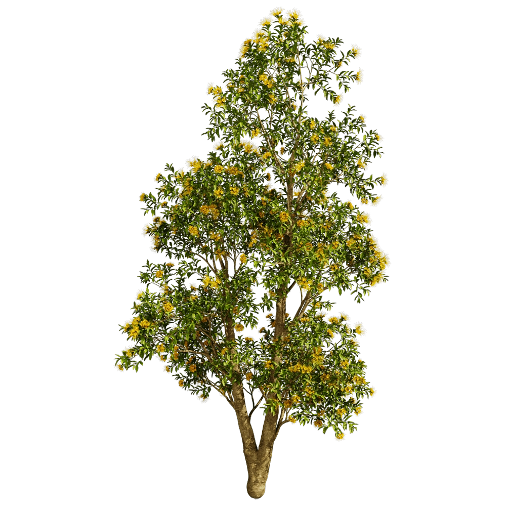 decoration - Xanthostemon Chrysanthus 01 04 3D Model