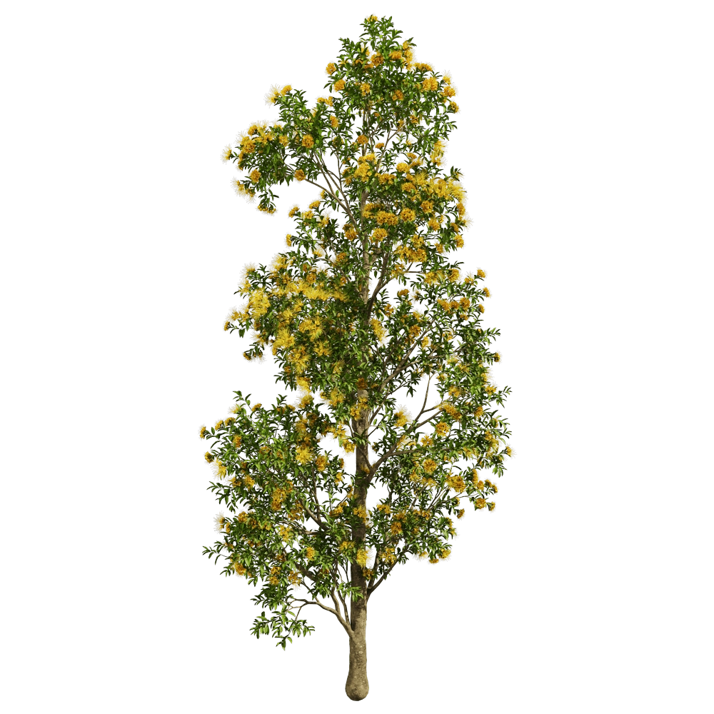 decoration - Xanthostemon Chrysanthus 01 05 3D Model