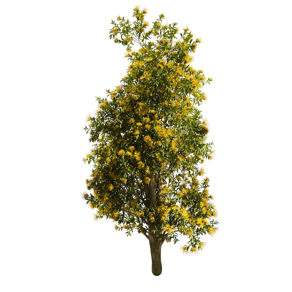 decoration - Xanthostemon Chrysanthus 01 06 3D Model