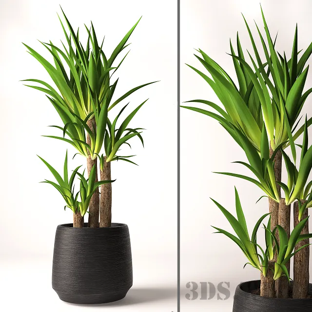 decoration - Yucca plant in a pot 3D Model