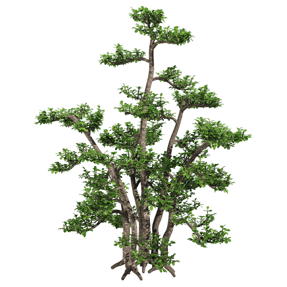 decoration - Zanthoxylum piperitum 1 3D Model