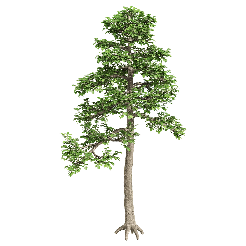 decoration - Zanthoxylum piperitum 2 3D Model
