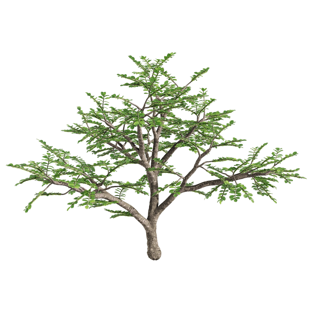 decoration - Zanthoxylum piperitum 3 3D Model