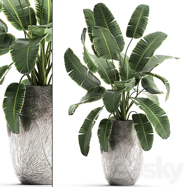 Decorative banana palm is an exotic strelitzia plant in a luxury pot luxury. Set 794. 3D Model