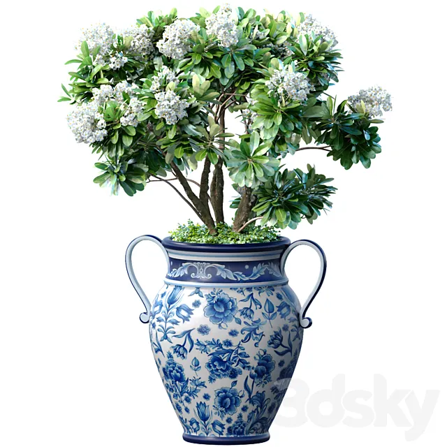 Decorative blooming garden tree with white Plumeria flowers in a vase Free Download