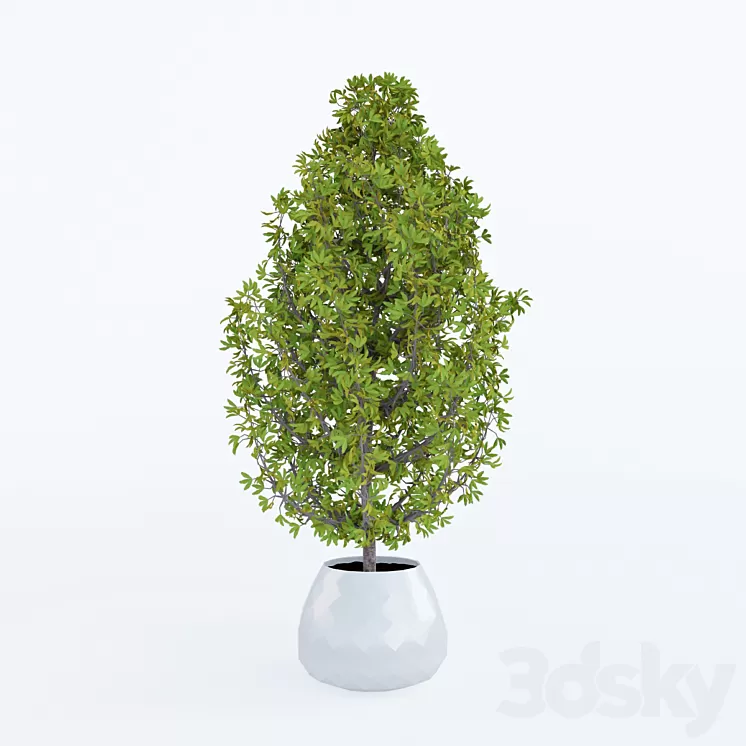Decorative home plant in a pot 3D Model