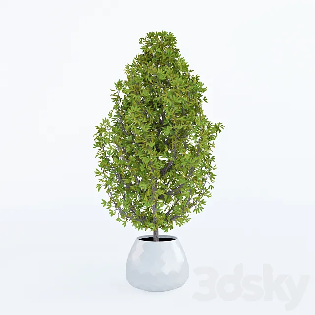 Decorative home plant in a pot 3DModel