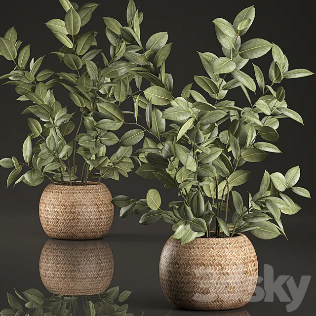 Decorative lush small ficus tree bush in a round rattan basket with rubber-bearing elastic. Set 633. Free Download