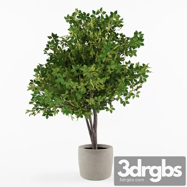 Decorative Plants 3D Model Free