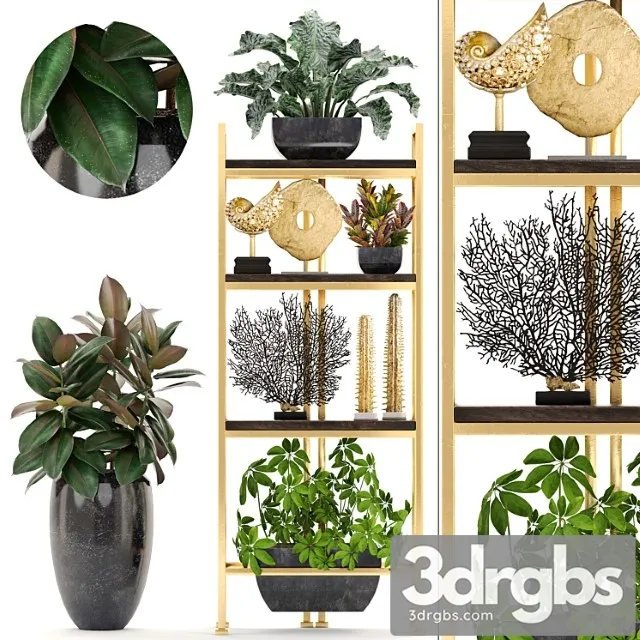 Decorative set. 4. shelf with flowers gold coral ficus pot rack decor schefflera luxury ficus abidjan 3D Model Free