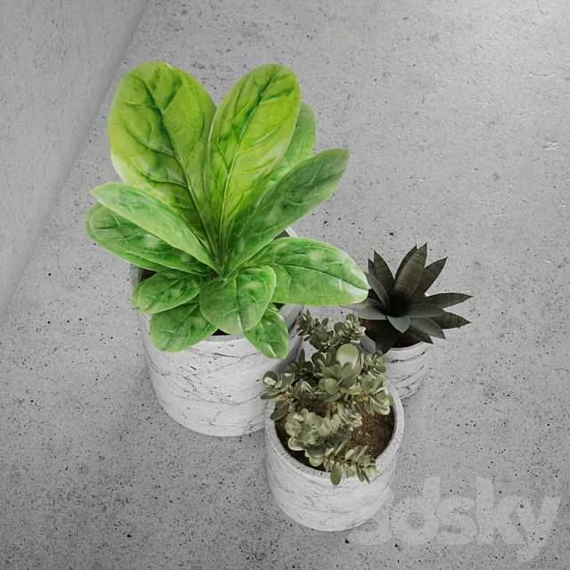 Decorative set _ plants 3DModel