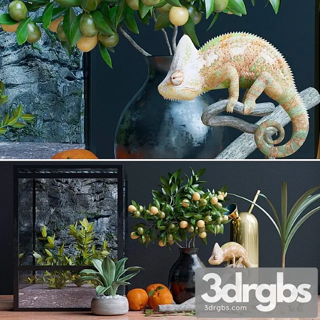 Decorative Set Chameleon 3D Model Free