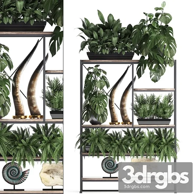 Decorative set modern wooden shelf with flowers in pots with monstera fern tusk ammonite statuette. 10 3D Model Free
