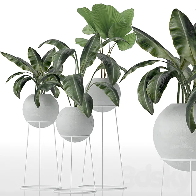 Decorative set of plants 3DModel