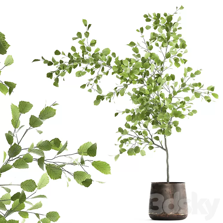 Decorative small Linden tree Hazel in a rusty metal pot. Set 953.