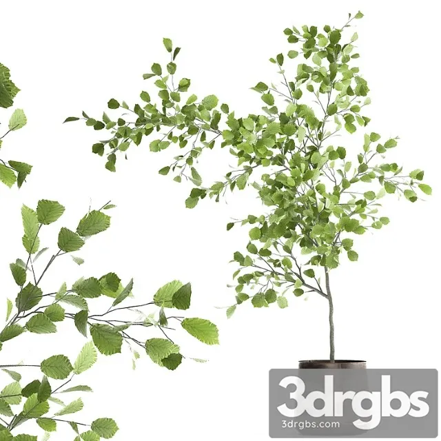 Decorative small linden tree, hazel in a rusty metal pot. set 953.