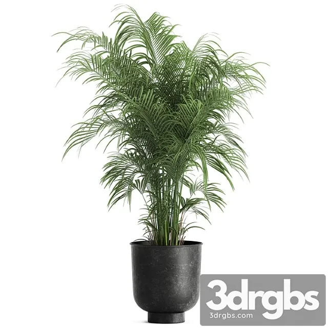 Decorative Small Lush Palm Tree in a Black Metal Pot Howea Forsteriana Kentia 900 3D Model Free