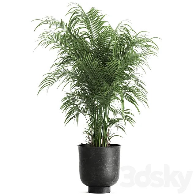Decorative small lush palm tree in a black metal pot Howea forsteriana  kentia. 900. 3D Model