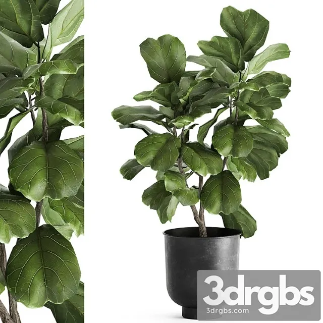 Decorative small tree in a black metal pot with ficus lyrata. 878.