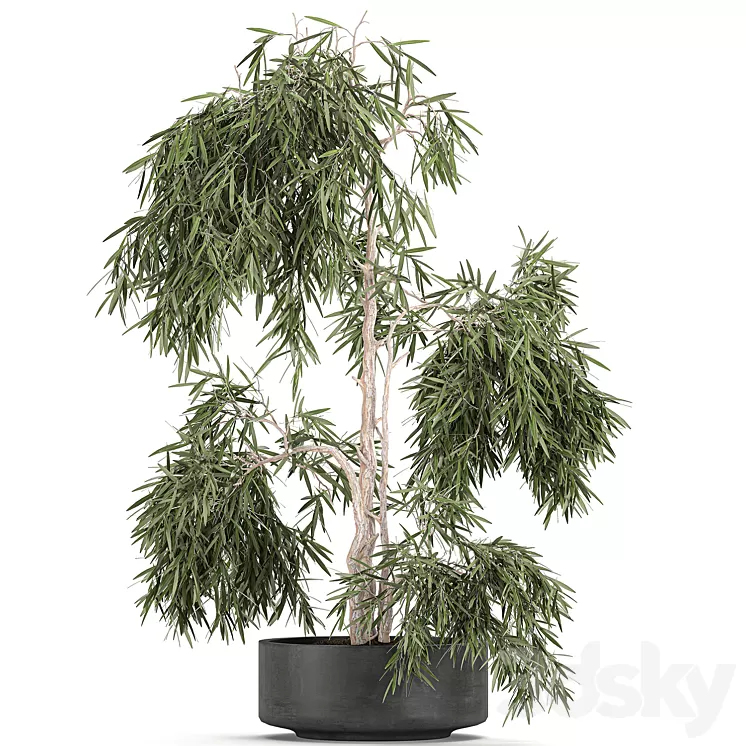 Decorative small weeping olive tree in a black concrete pot topiary. Set 733. 3D Model