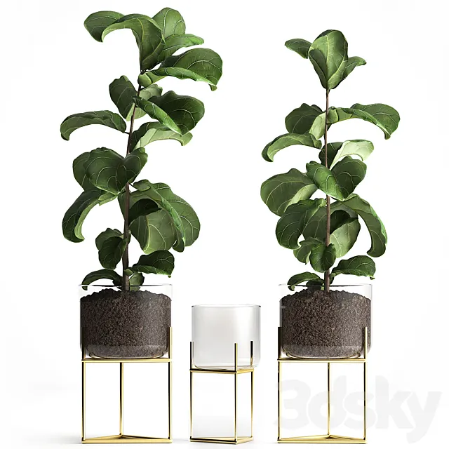 Decorative tree Ficus lyrata in a glass pot zara home. Set 964. 3D Model