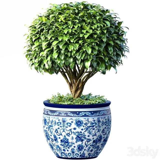 Decorative tree in an Italian vase. Indoor plant 3D Model