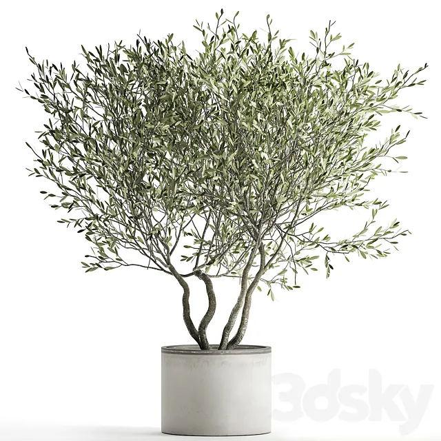Decorative tree small Olive topiary in a white pot and flowerpot.  970. 3D Model